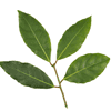 Bayleaf Indian Cuisine